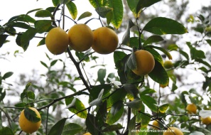 Meyer Lemon tree